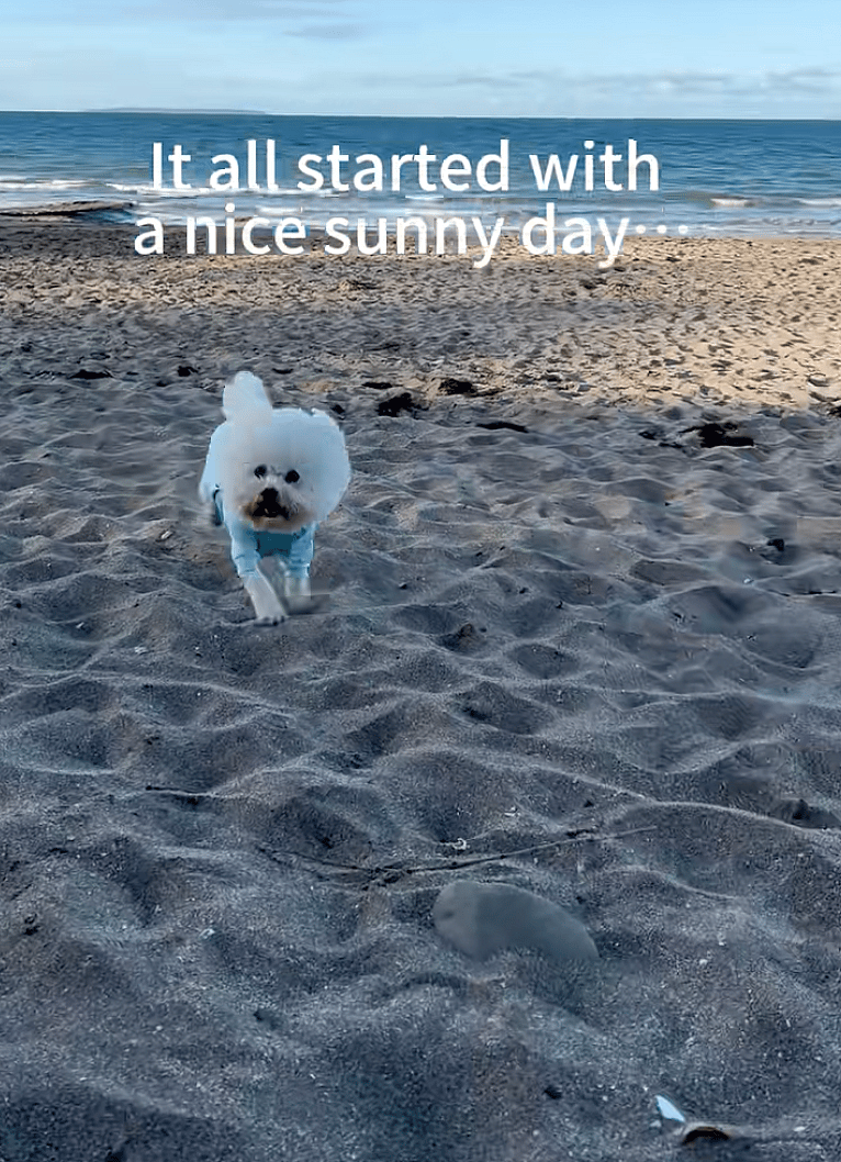 This Dog Was Playing at the Beach—Then One Wrong Step Changed Everything